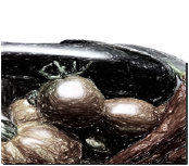 trunzer.de_140904012002.png